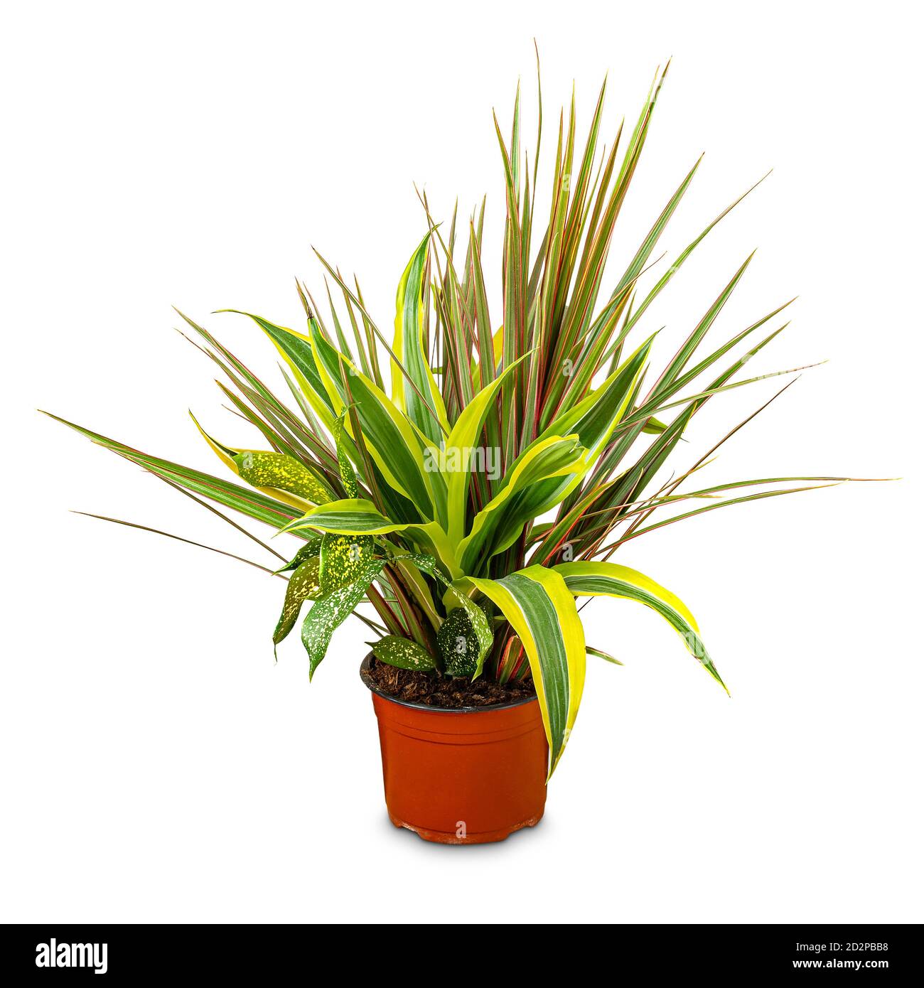 Mélange de fleurs intérieures ornementales en pot sur fond blanc Banque D'Images