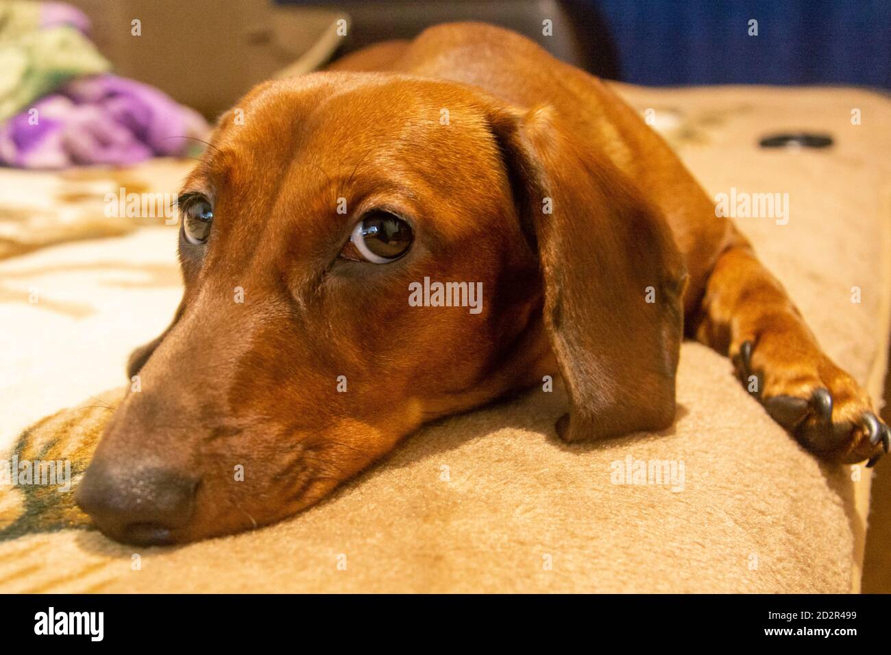 Un dachshund adulte se trouve et regarde la caméra. Le chien est malade et triste. Le dachshund s'ennuie sans son propriétaire. Mise au point sélective. Banque D'Images