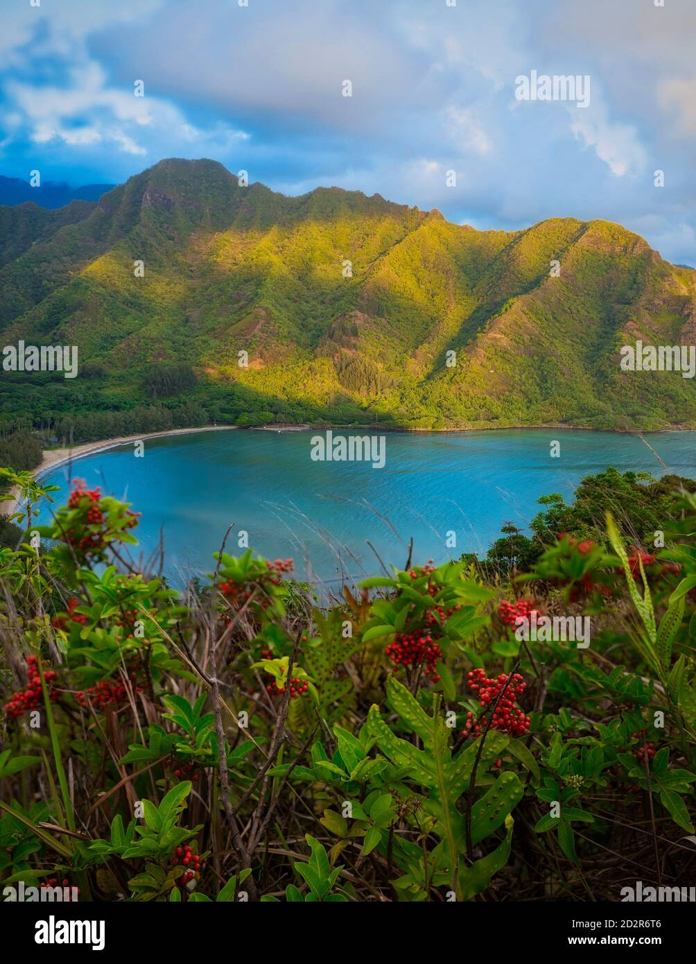 gros plan des fleurs avec la montagne dans le arrière-plan Banque D'Images