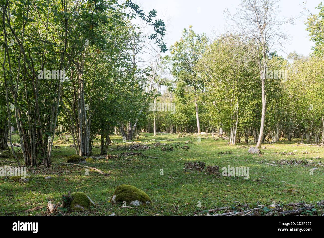 Paysage rural vert dans une réserve naturelle de l'île Oland en Suède Banque D'Images