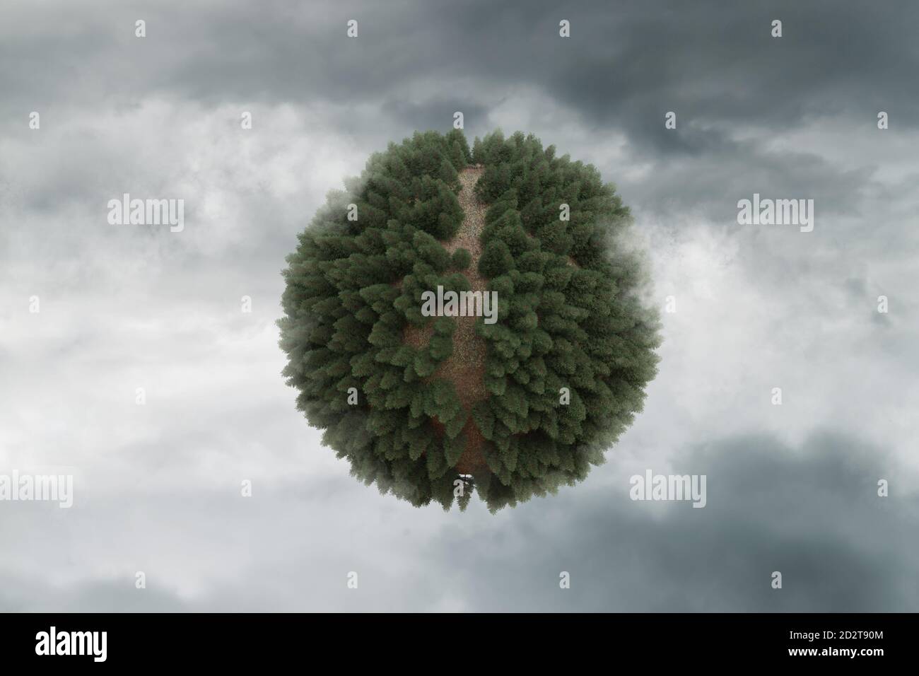 rendu 3d de la forêt de conifères avec trajectoire en forme sphérique Banque D'Images