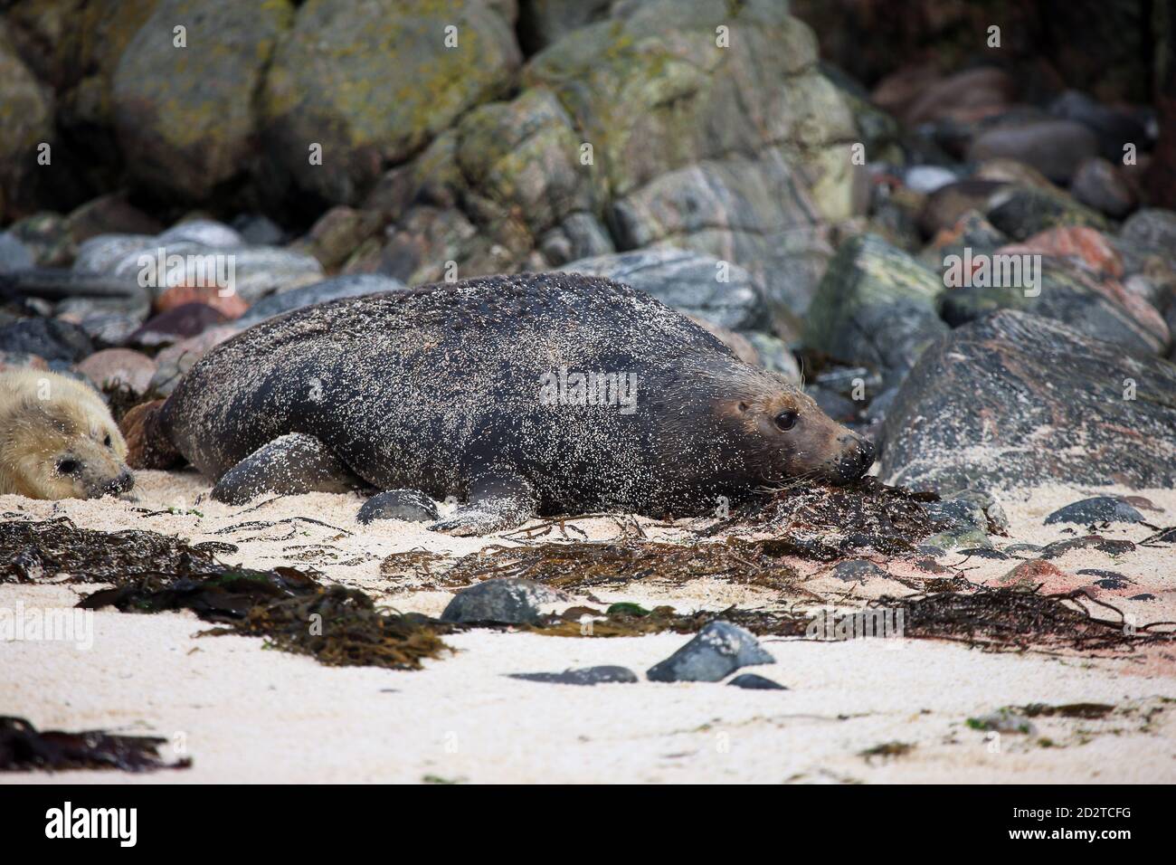 Un sceau gris (Halichoerus grypus) recouvert de sable et se mélangeant dans les rochers environnants avec Son nouveau-né pup sur une île écossaise des Hébrides intérieures Banque D'Images