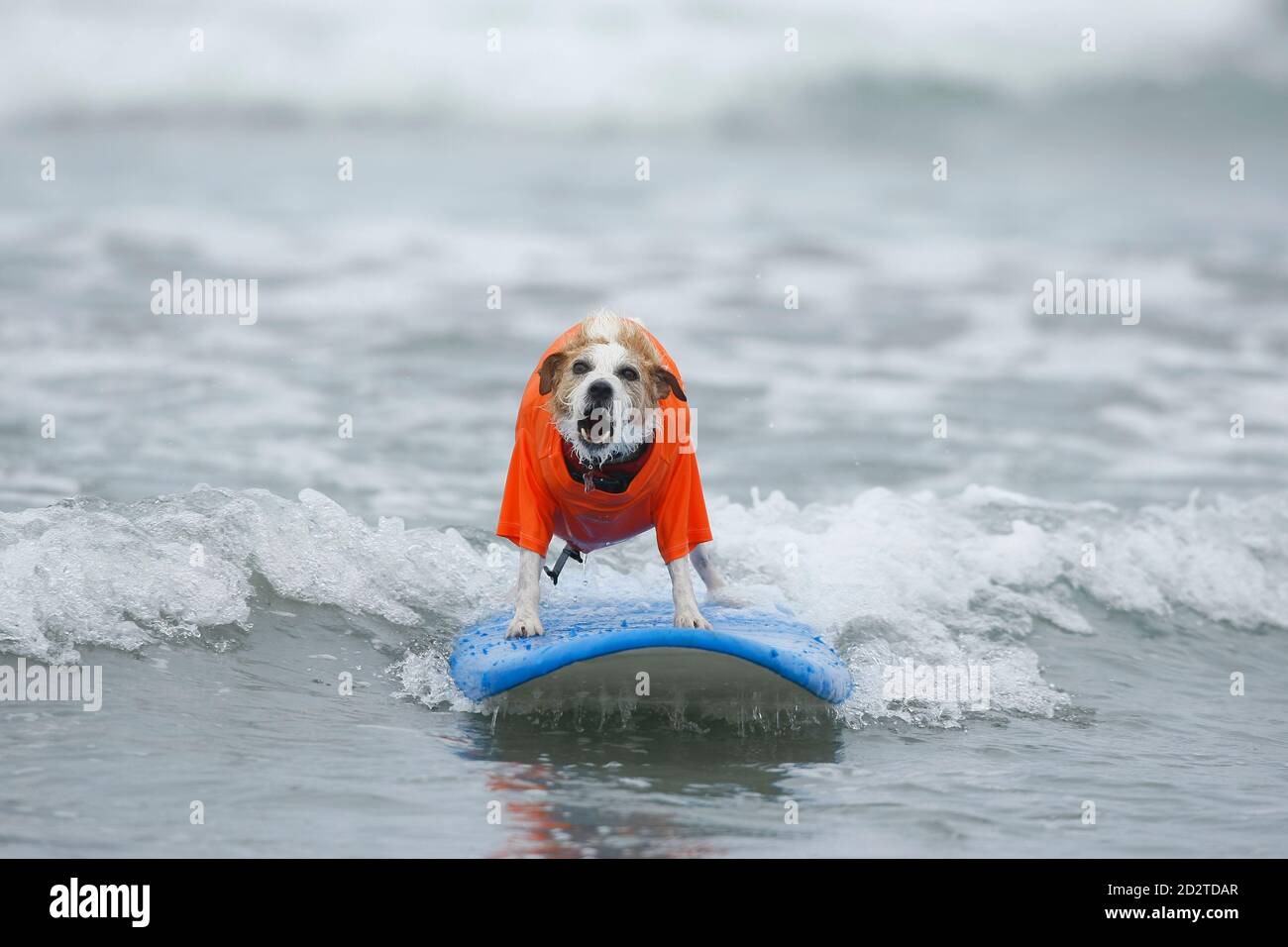 Buddy A Jack Russell Terrier Barks As He Rides A Wave In The Small Dog Heat During The 3rd Annual Surf Dog Surf A Thon Held By The Helen Woodward Animal Center In Del Buddy A Jack Russell Terrier Barks As He Rides A Wave In The Small Dog Heat During The 3rd Annual Surf Dog Surf A Thon Held By The Helen Woodward Animal Center In Del