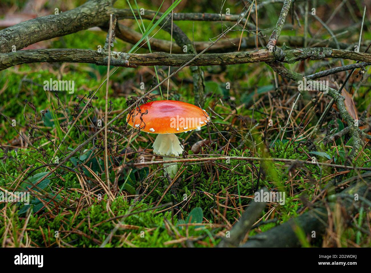 Un tabouret rouge parmi les mousses et les branches vertes. Début de l'automne en Pologne. Octobre matin en Europe du Nord. Forêt à Masovia. Champignons toxiques. Banque D'Images