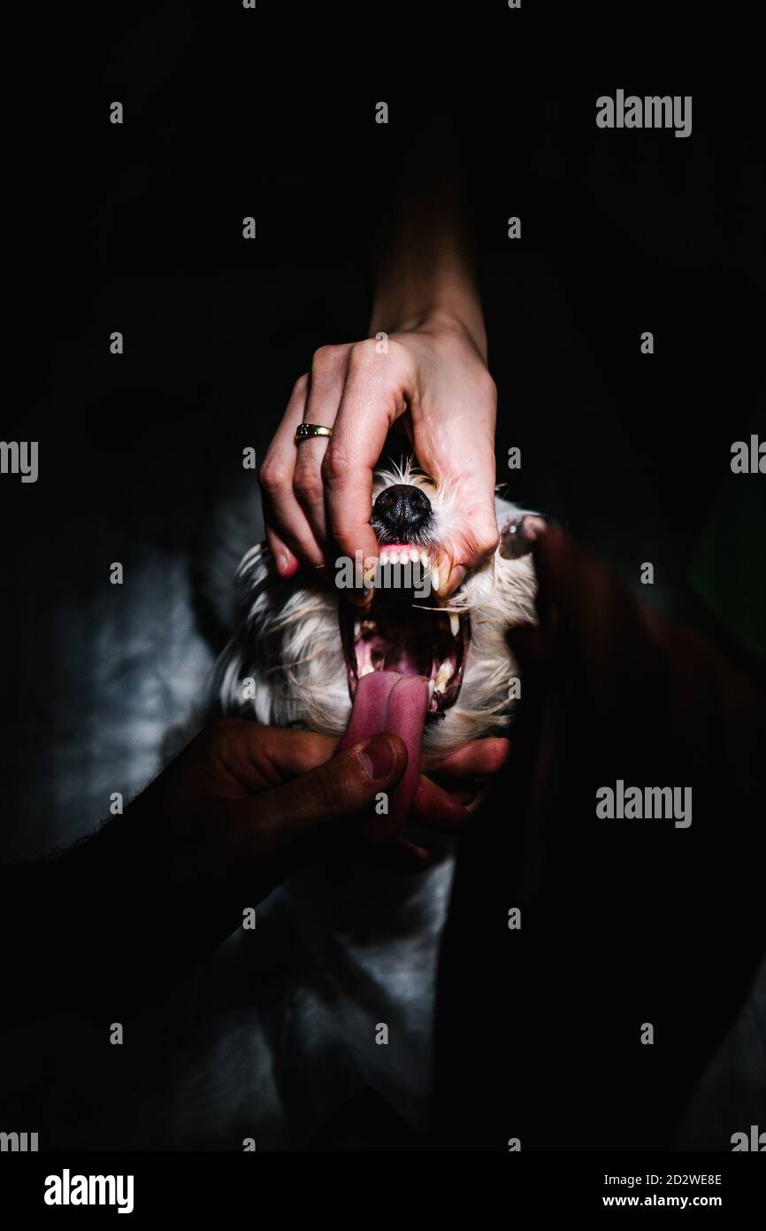 Par-dessus les médecins vétérinaires non reconnaissables mettant tube d'anesthésie dedans bouche du chien tout en préparant l'animal pour la chirurgie dans l'obscurité salle d'opération Banque D'Images