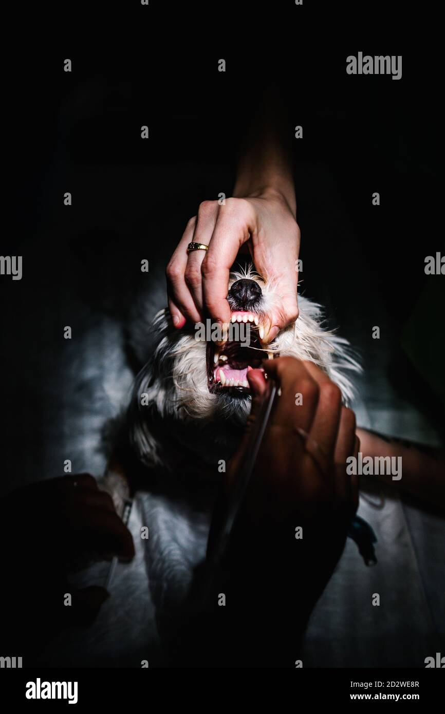 Par-dessus les médecins vétérinaires non reconnaissables mettant tube d'anesthésie dedans bouche du chien tout en préparant l'animal pour la chirurgie dans l'obscurité salle d'opération Banque D'Images