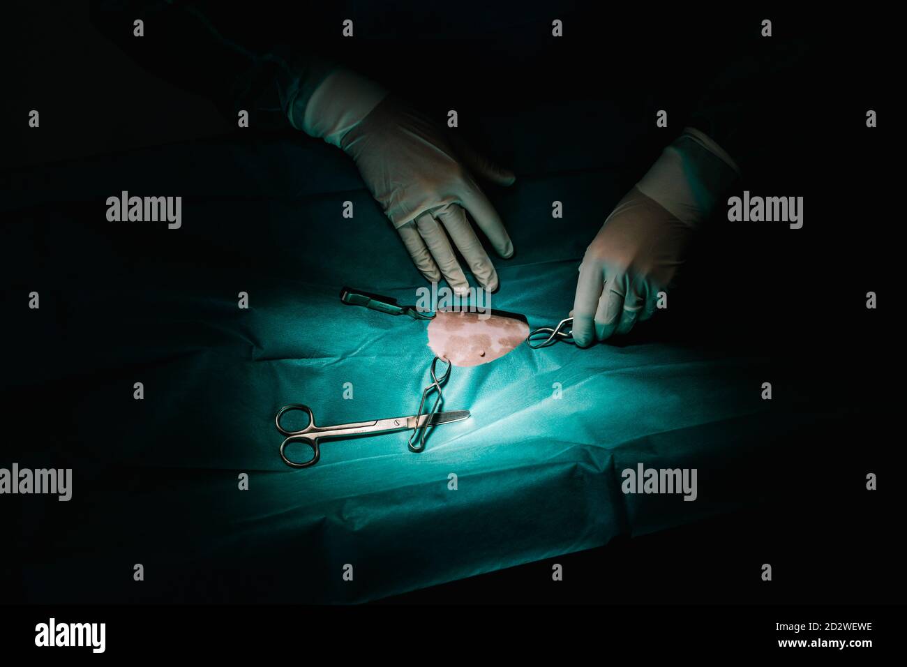 Par-dessus la récolte méconnue vétérinaire médecins utilisant des instruments chirurgicaux et pour les animaux dans le théâtre d'opération sombre dans hôpital Banque D'Images