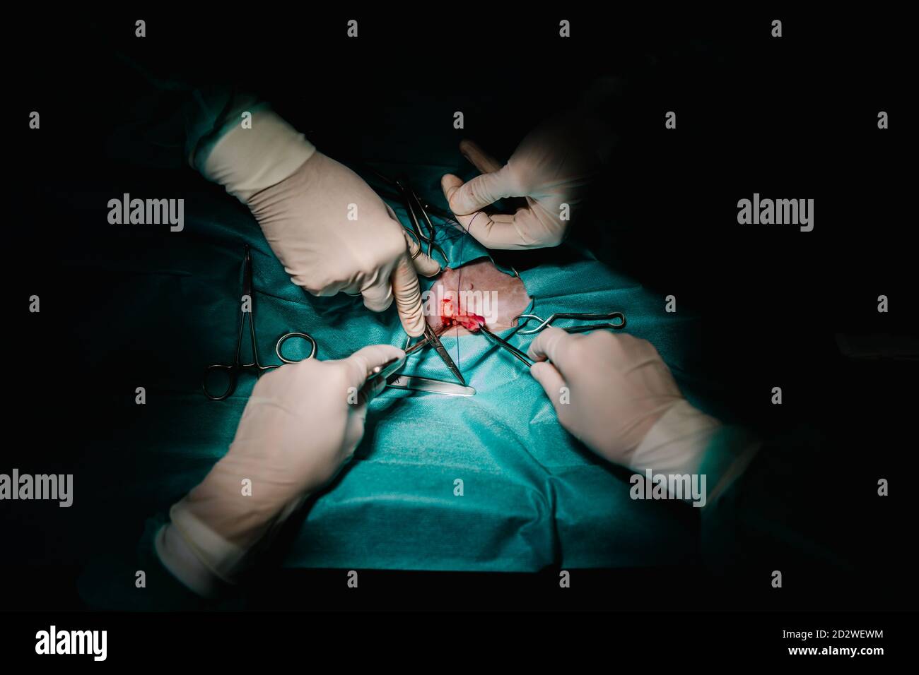 Par-dessus la récolte méconnue vétérinaire médecins utilisant des instruments chirurgicaux et pour les animaux dans le théâtre d'opération sombre dans hôpital Banque D'Images