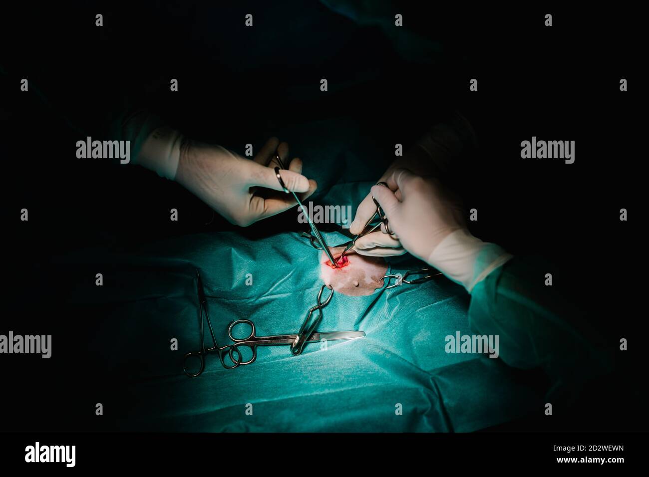 Par-dessus la récolte méconnue vétérinaire médecins utilisant des instruments chirurgicaux et pour les animaux dans le théâtre d'opération sombre dans hôpital Banque D'Images