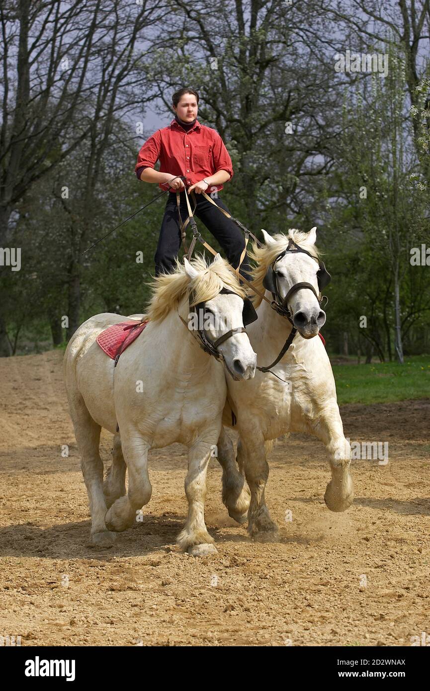 Chevaux de trait Percheron, une race française, la formation de spectacle équestre, Normandie Banque D'Images
