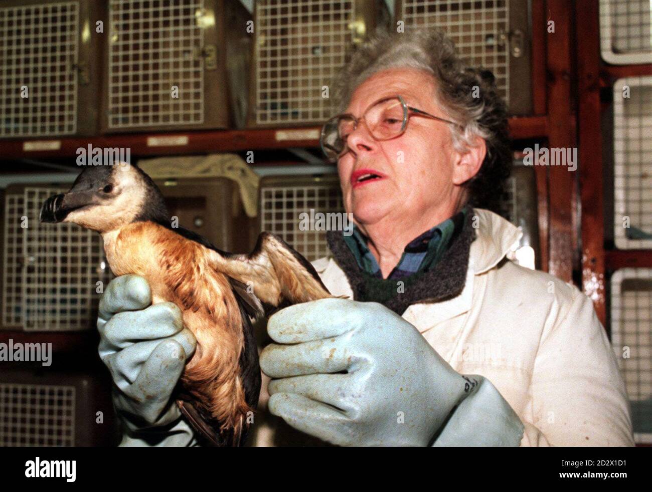 Jean Haines, du West Williamson Oiled Bird Centre, détient un Razorbill qui a été trouvé le long de la côte de Pembrokeshire. Banque D'Images