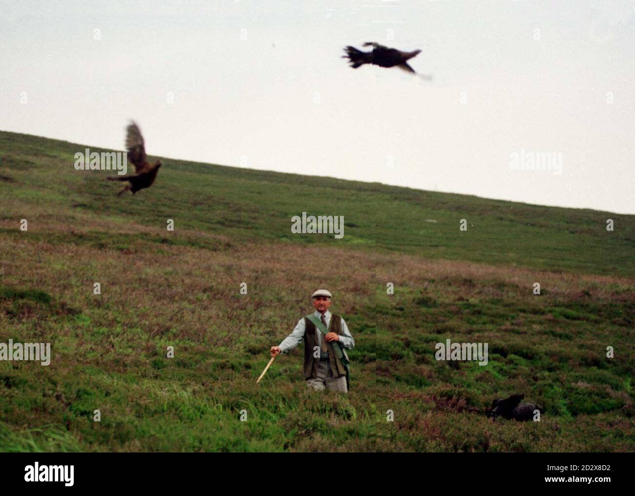 Sandy Reid, garde-chasse à la tête des Atholl Estates, dans le Perthshire, vérifie les landes de tétras, avant le glorieux 12 de la semaine prochaine. Photo de Chris Bacon/PA Banque D'Images