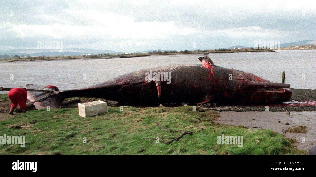 Moby le cachalot de 50 pieds est abattu et meurtri sur le dérapage à South Alloa aujourd'hui (mercredi). La baleine est morte après avoir été piégée dans le Firth of Forth pendant la migration. Photo de Louisa Buller/PA News Banque D'Images