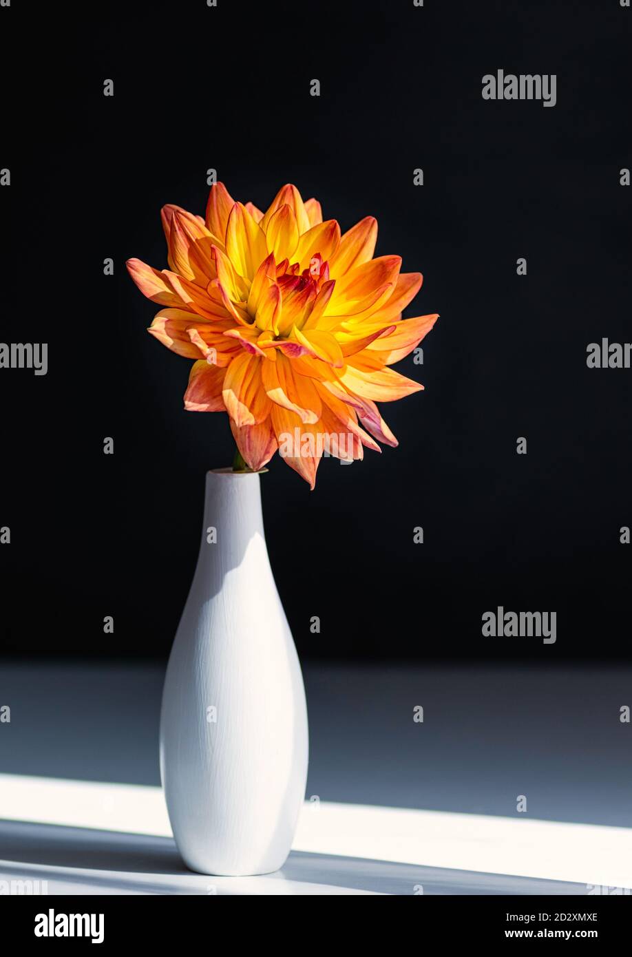 Dahlia orange vif dans un vase en céramique blanc sur fond noir. Gros plan. Recadrage vertical. Banque D'Images