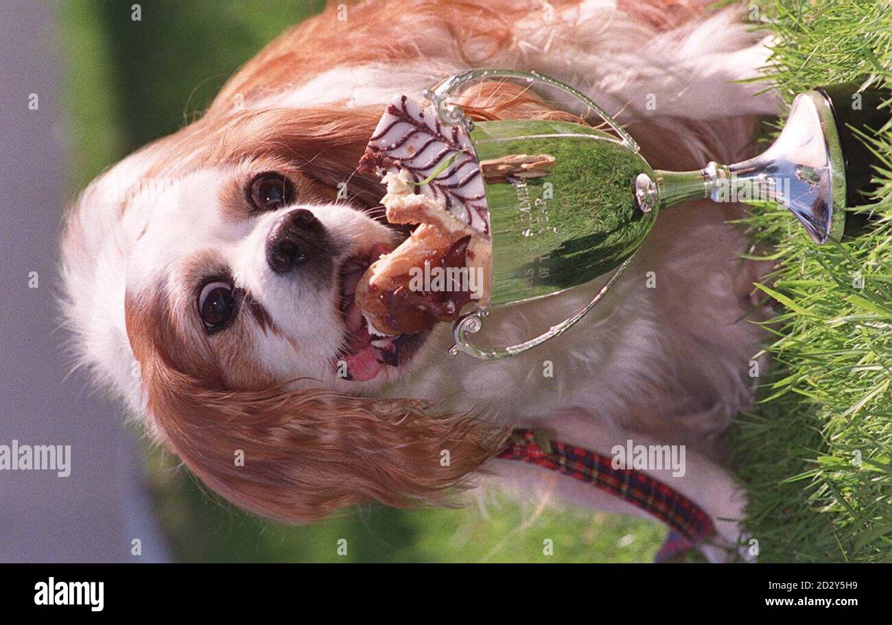 Cherry, la cavalier King Charles, âgée de 14 ans, met de côté la bataille de la bosse, alors qu'elle se plonge dans des gâteaux après avoir été nommée Hill's PET Slimmer of the Year à Londres aujourd'hui (mardi). Cherry, propriété de Robert McKenzie de Dundee, pesait 20.8 kg avant son régime, et pèse maintenant 11,4 kg. Photo de John Stillwell. Banque D'Images