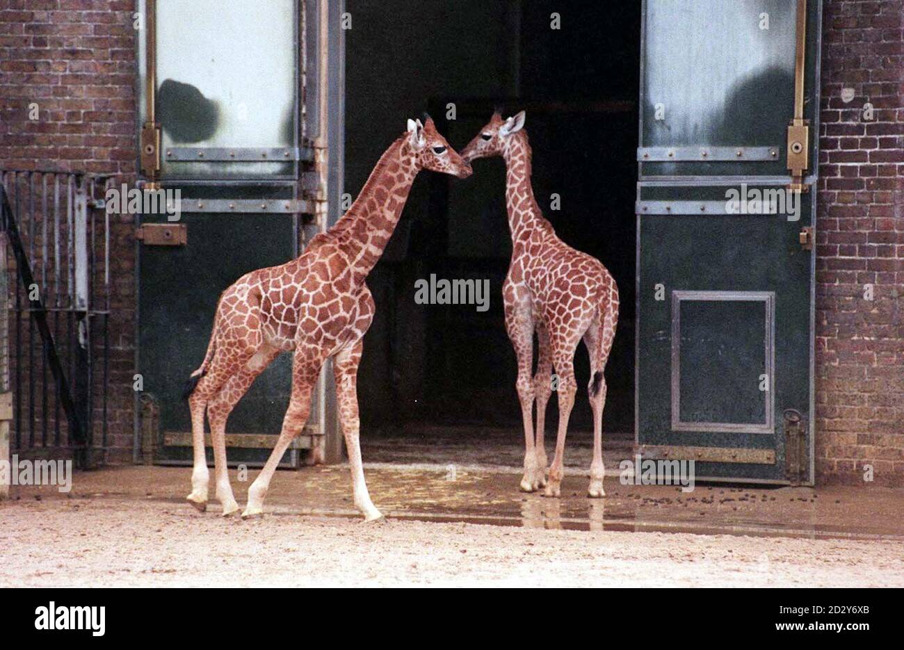 Deux jeunes girafes nés au zoo de Londres il y a un peu plus d'un mois étaient aujourd'hui stables sur leurs pieds aujourd'hui (mercredi), mais devront attendre les résultats d'un concours de dénomination avant de pouvoir être baptisés. Les veaux partagent le même père une girafe Hilary de 22 ans, mais ont des mères différentes Dawn et des crackers et sont nés à moins de deux semaines d'intervalle. Photo de Michael Stephens /PA. Banque D'Images