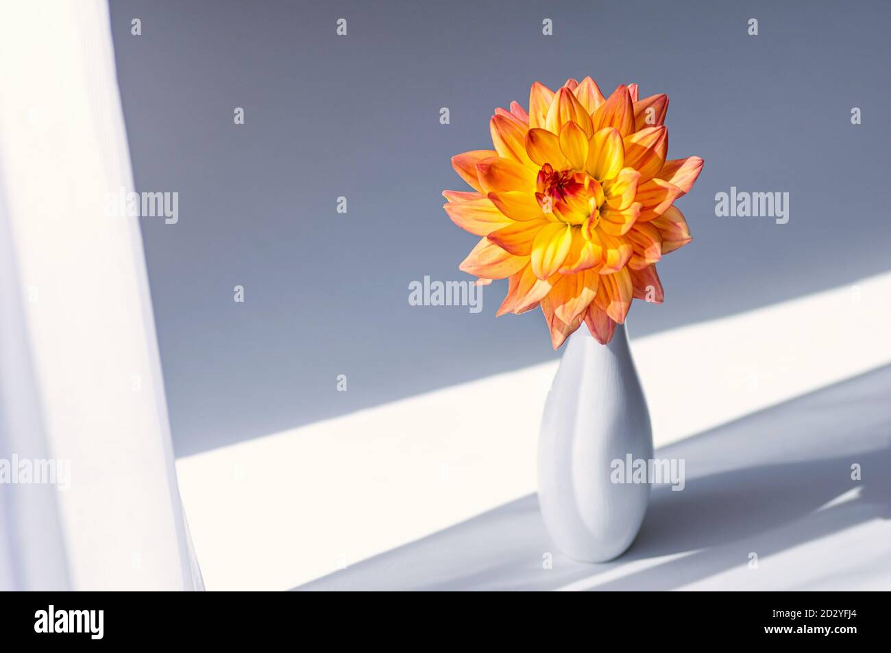 Fleur d'orange dans un vase blanc. Composition minimaliste. Gros plan. Copier l'espace. Concept de minimalisme. Banque D'Images