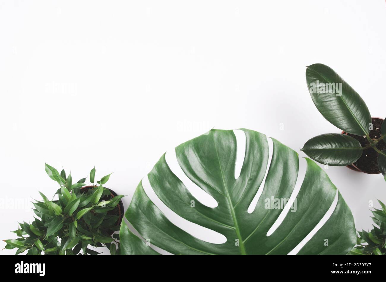 Cadre exotique de plantes tropicales avec monstère et ficus sur blanc arrière-plan Banque D'Images