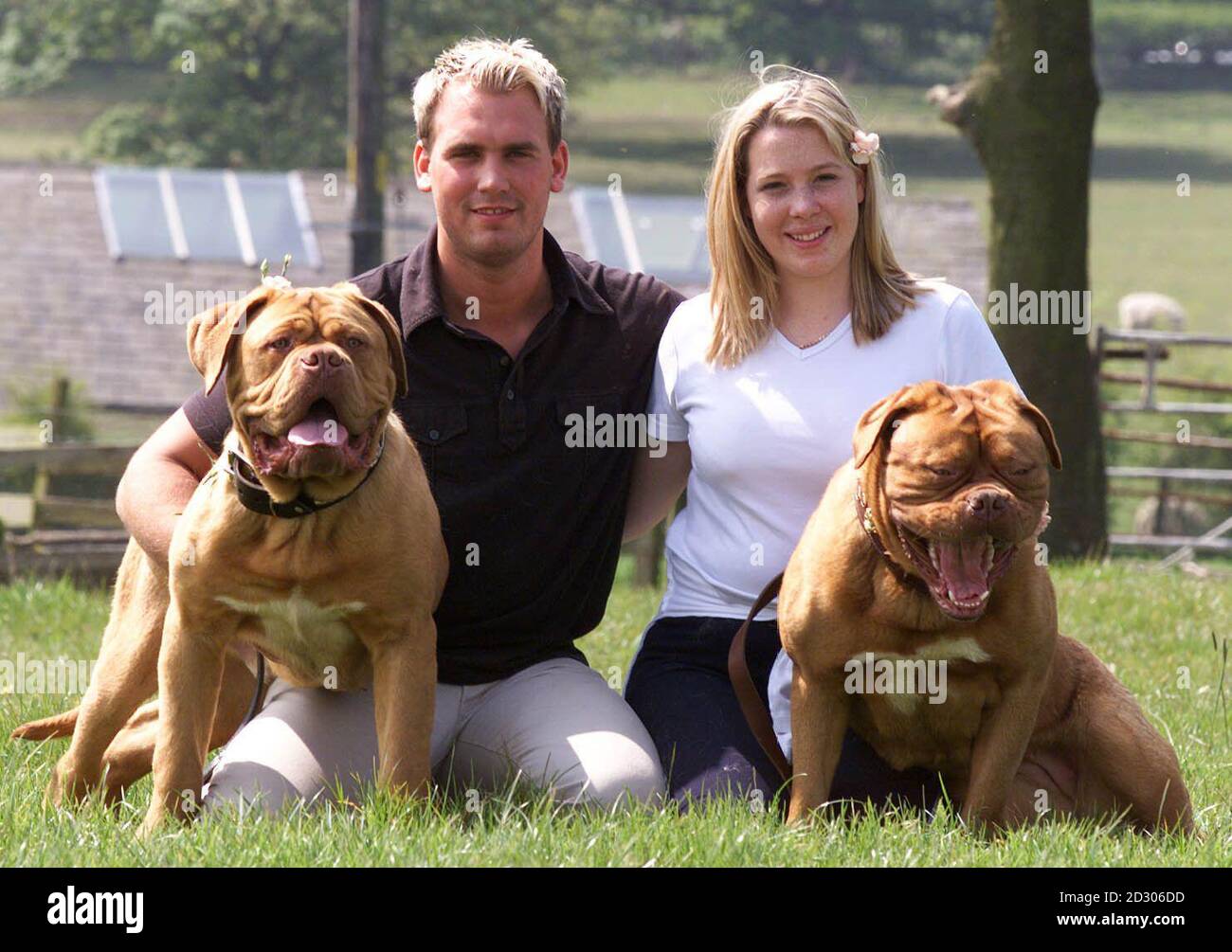 Carl Sutton et sa fiancée Karen Watson se marieront le samedi 1er mai 1999, en utilisant plusieurs de leurs chiens bordelais comme demoiselles d'honneur. Le couple de Fence, près de Lancashire, a 12 chiens, et va choisir Bear and Bridget (photo). Banque D'Images