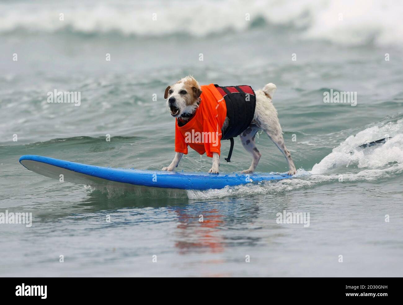 Buddy A Jack Russell Terrier Rides A Wave In The Small Dog Heat During The 3rd Annual Surf Dog Surf A Thon Held By The Helen Woodward Animal Center In Del Mar California September Buddy A Jack Russell Terrier Rides A Wave In The Small Dog Heat During The 3rd Annual Surf Dog Surf A Thon Held By The Helen Woodward Animal Center In Del Mar California September