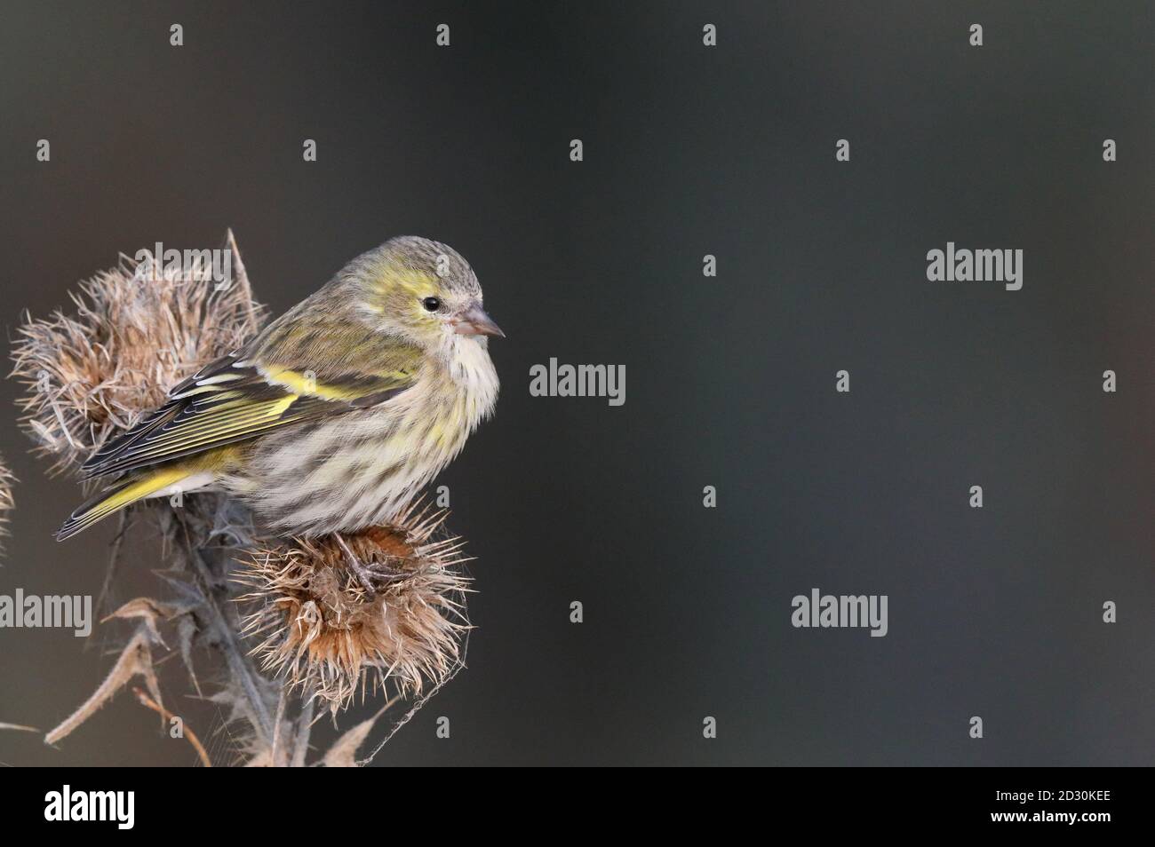 Siskin assis sur le chardon en automne en mangeant des têtes de semis Banque D'Images