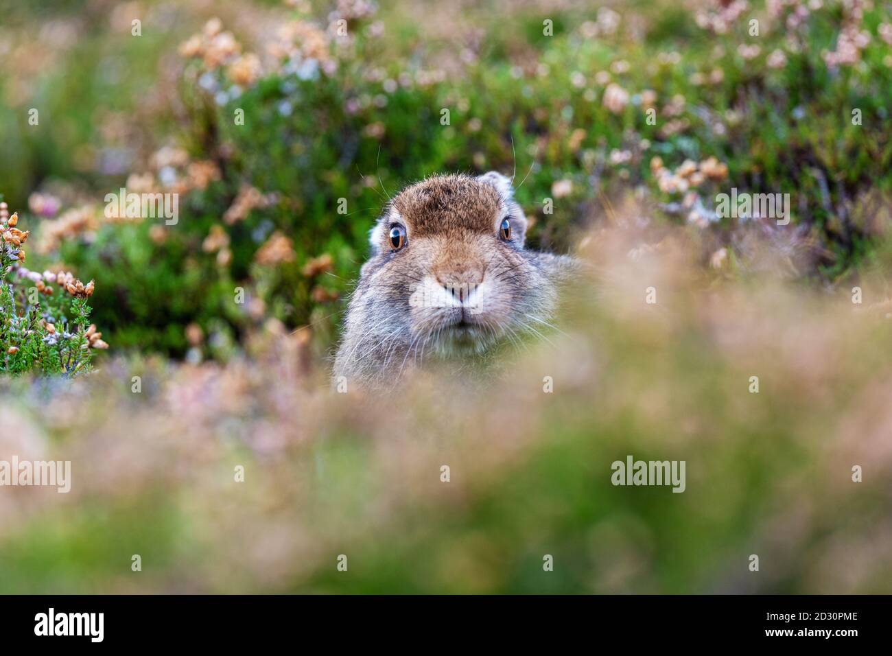 Lièvre d'Amérique (lepus timidus) Banque D'Images