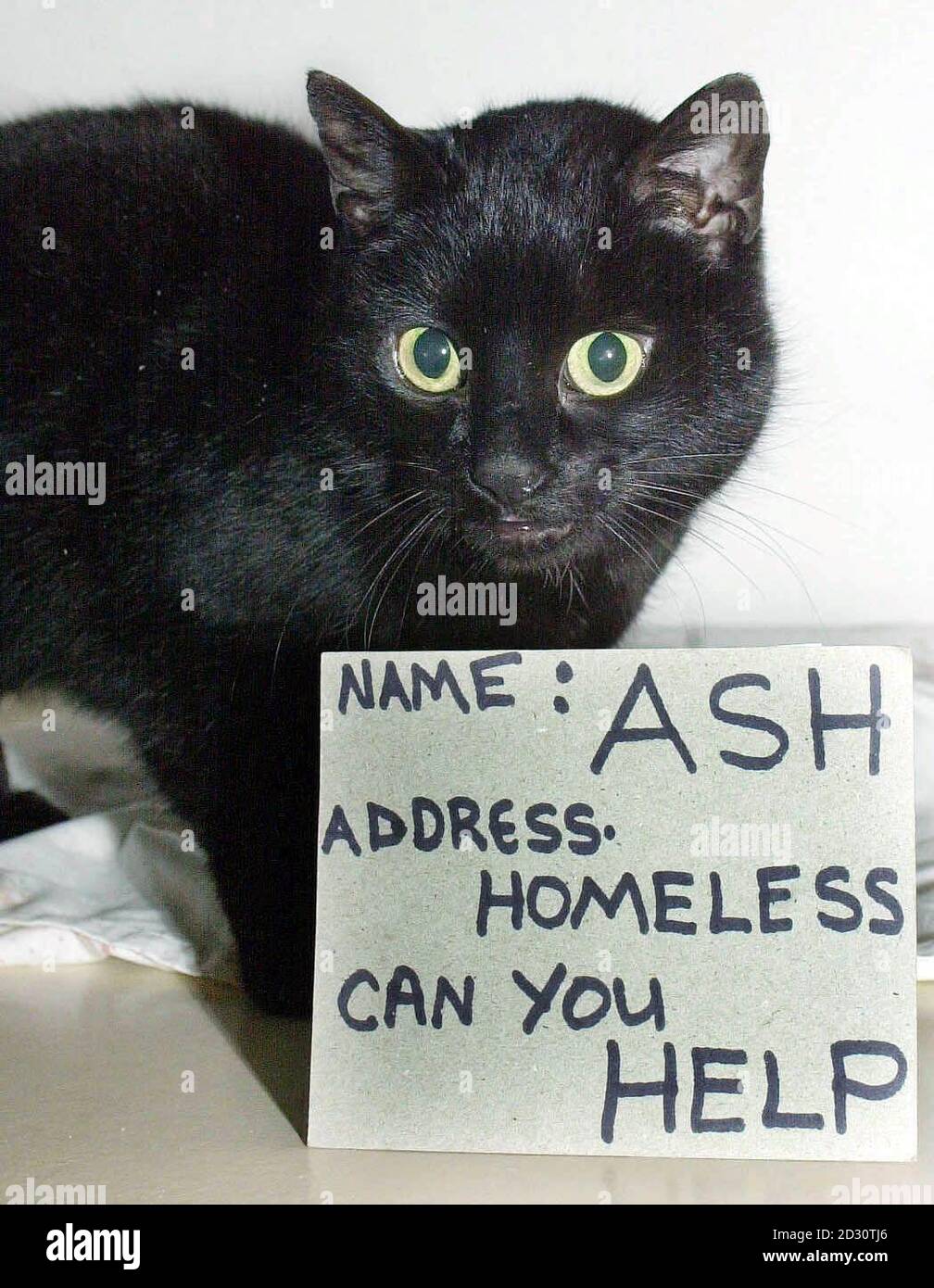 Chat De Dix Huit Mois Surnomme Ash Au Manor Farm Cattery Winstone Pres De Cirencester Qui Est A La Recherche D Une Maison Le Chat A Eu Une Fuite Miraculeuse Quand Il