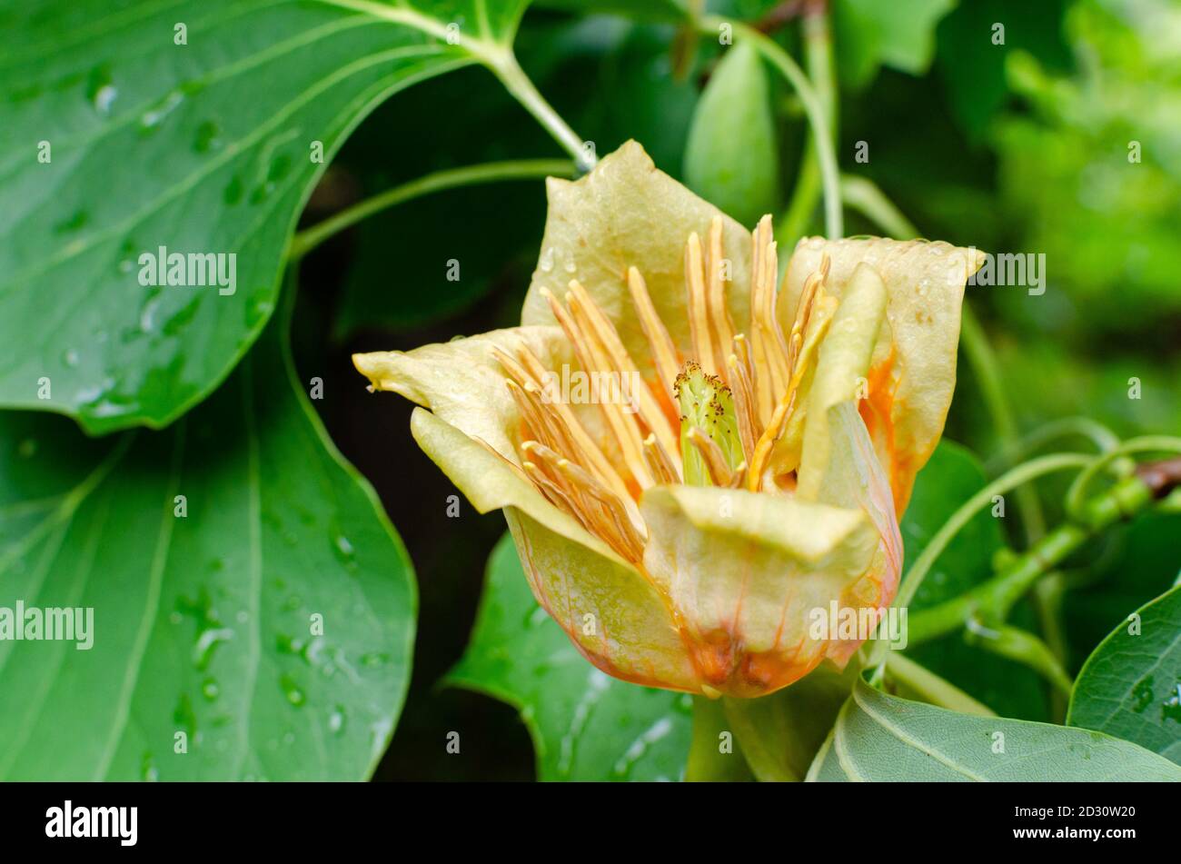 Fleur Liriodendron tulipifera (arbre de tulipe, arbre de tulipe américain, Tuliptree, peuplier de tulipe, Bois blancs, violon, peuplier jaune) avec raindrops, fermer Banque D'Images