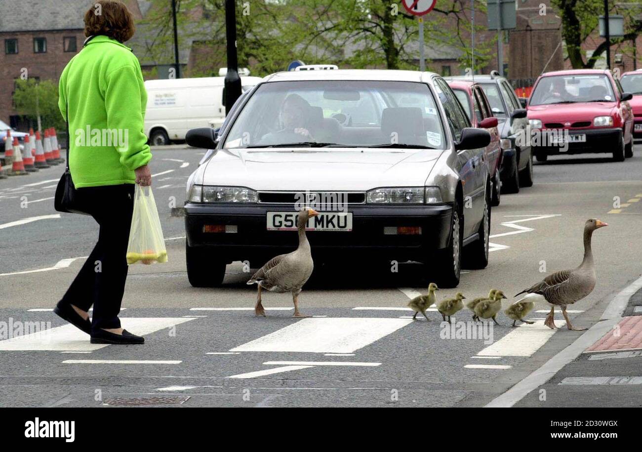 Les oies et les oisons de rue sont une caractéristique régulière de ce passage piéton dans le centre-ville de York où plusieurs fois par jour ils négocient le trafic occupé de retour à la rivière Ouse, en joignant les piétons sur le passage à Zébra. Banque D'Images