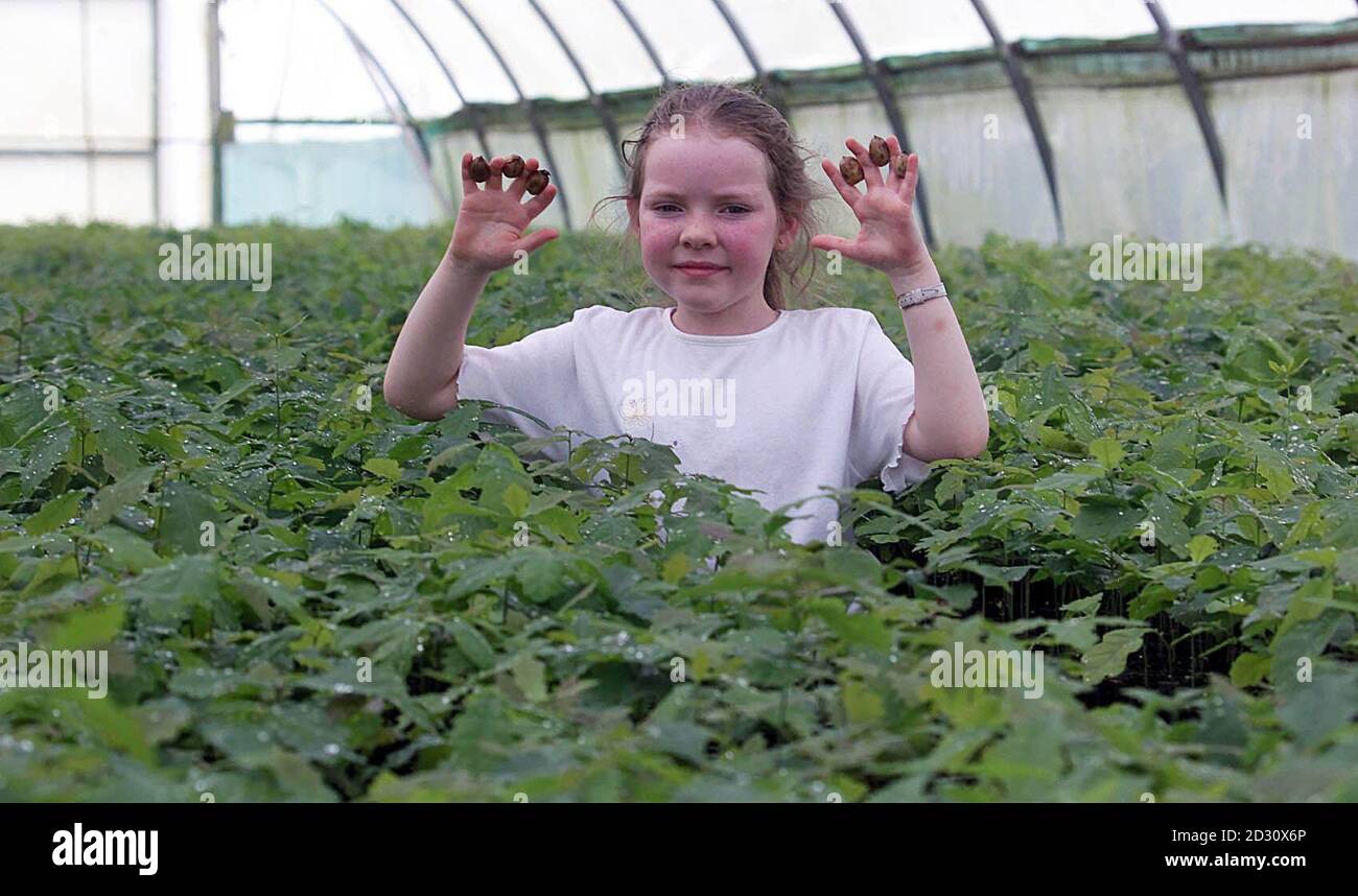 Laura Byrne, 8 ans, de Tinahely, CO.Wicklow, entourée de quelques-uns des 1.2 millions de chênes qui poussent dans la pépinière de Coillte, dans Co. Wicklow. Les arbres sont cultivés dans le cadre du projet "forêts du millénaire des peuples", un pour chaque ménage en Irlande. * pendant l'été, chaque ménage recevra un certificat lui indiquant où son arbre a été planté. Les arbres seront plantés dans 14 endroits autour de l'Irlande, et les familles seront invitées à visiter leurs forêts. Banque D'Images