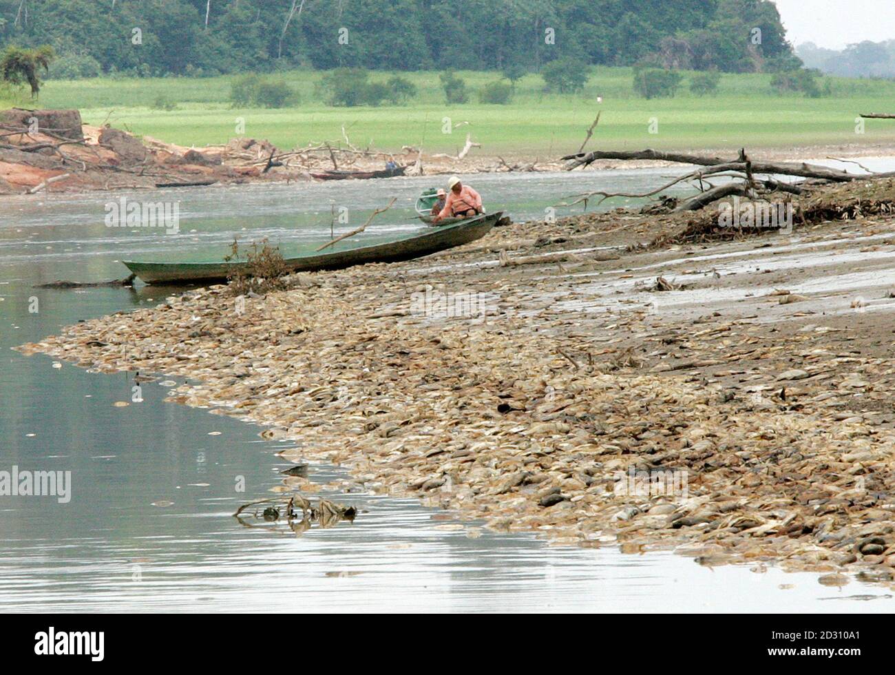 A family paddles their canoe along a river bank littered with countless  dead fish rotting in the Parana de Manaquiri River, a tributary to the  Amazon River, near the city of Manaquiri,
