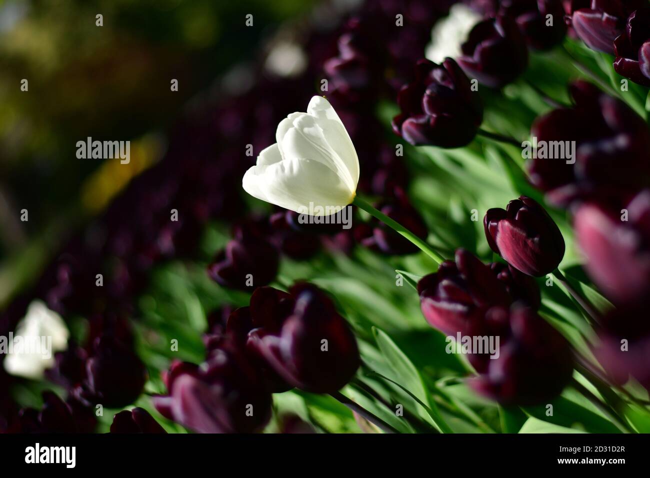 tulipe blanche au milieu d'une prairie de noir tulipes Banque D'Images