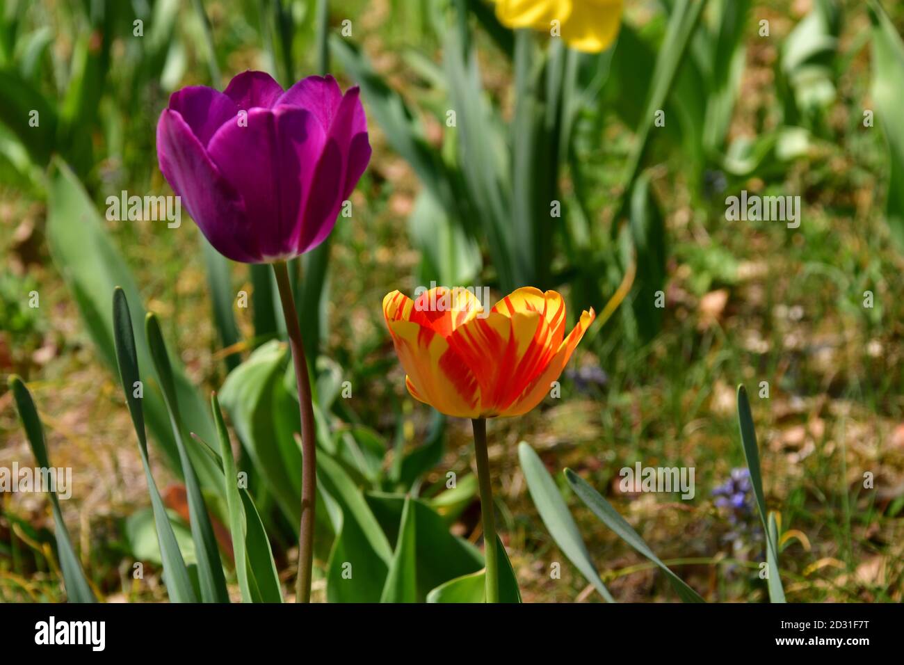 prairie de tulipes roses, jaunes, rouges et violettes Banque D'Images