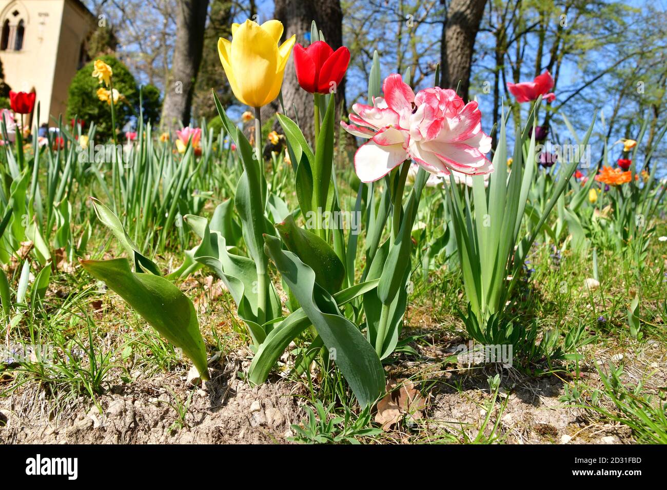 prairie de tulipes roses, jaunes, rouges et violettes Banque D'Images