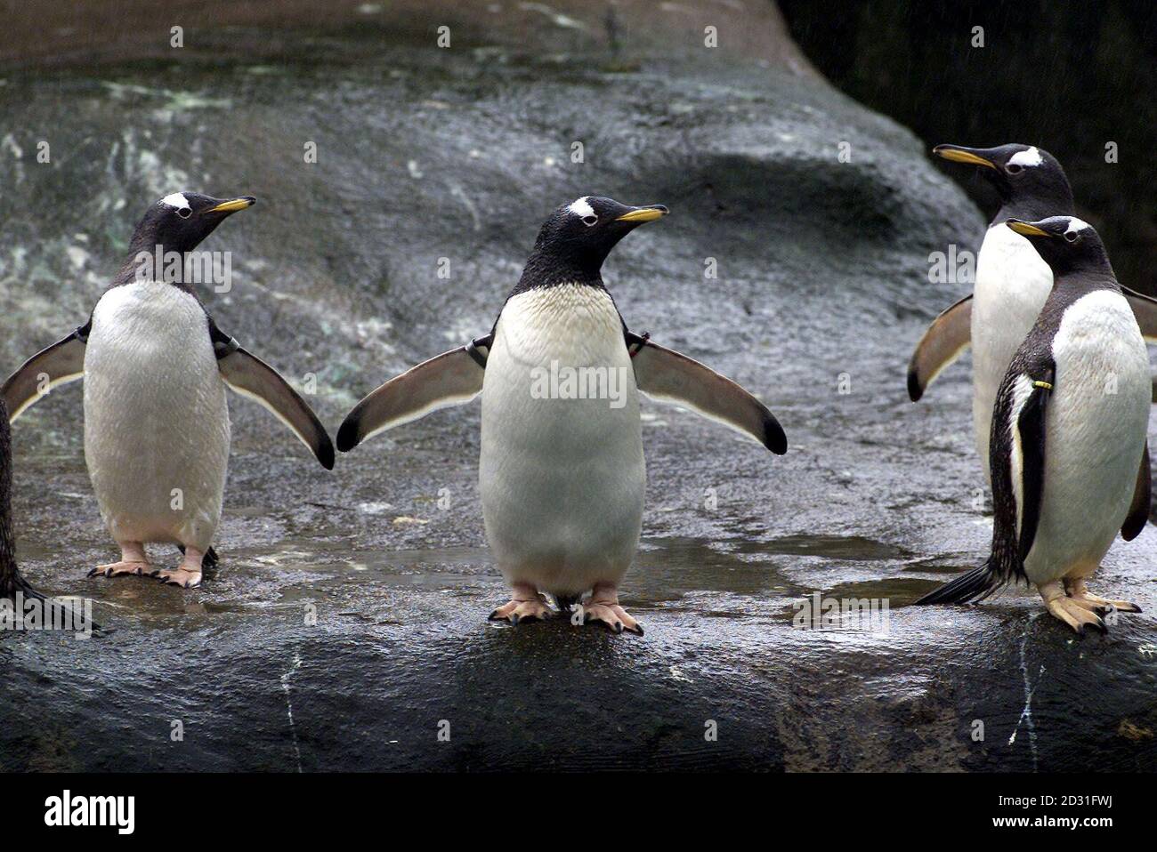 Pingouins se rétablissant au zoo de Belfast. La police chassa aujourd'hui des voyous qui lança un pingouin à sa mort dans la tanière du lion du zoo de Belfast. Le gardien du zoo Alyn (correct) Cairns a déclaré que le personnel était horrifié. * "ce matin, nos gardiens sont allés comme d'habitude pour vérifier l'enclos des pingouins et nous avons réalisé quelque chose qui ne allait pas". « nos pingouins sont tous élevés à la main, ils sont donc impatients de voir les gardiens et ils courent généralement tous à la porte ». "Mais il n'y avait aucun signe d'eux, les pingouins avaient tous éparpillés, ils étaient tous stressés". M. Cairns a ajouté : « nous avons recherché la pièce jointe, nous ne l'avons pas trouvé Banque D'Images