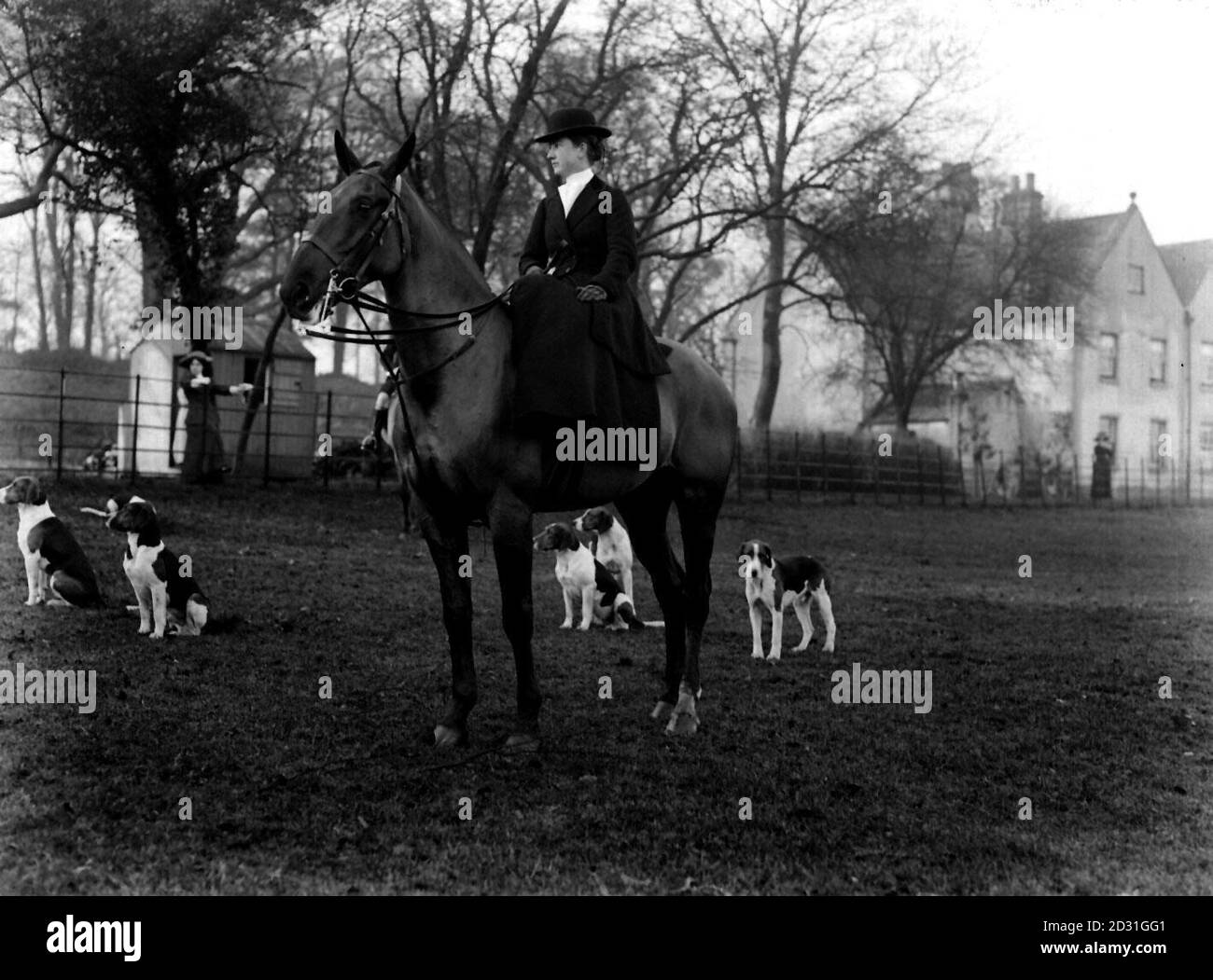 CHASSE AU RENARD 1911 : le pack de Hounds du comte de Fitzwilliam (Grove) à Bilby. Mme A. Harrison Smith de Carlton Hall, près de Worksop, Yorkshire. Banque D'Images