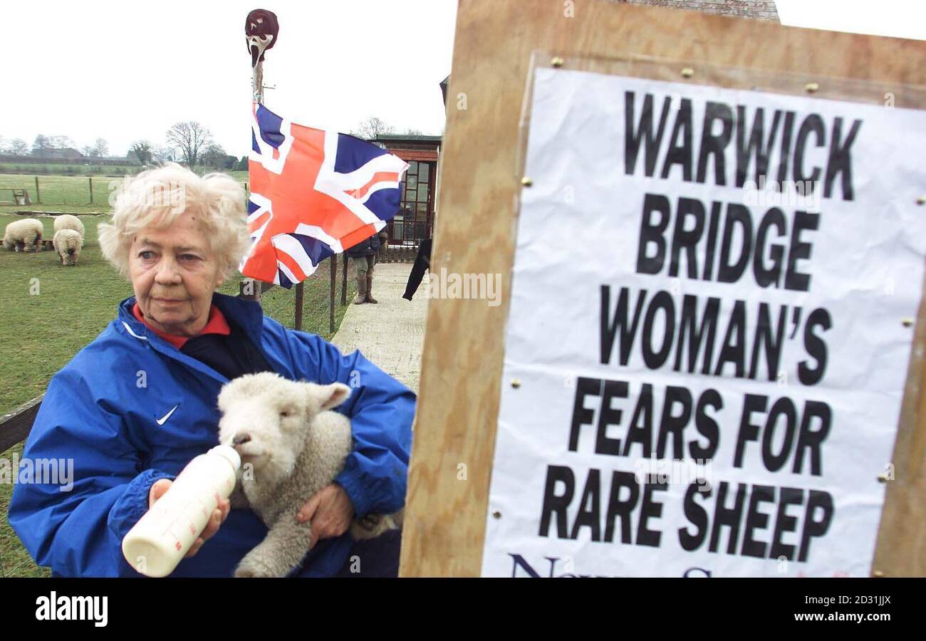 Moira Linaker, du pont de Warwick, près de Carlisle, tient un de ses brebis rares de Ryeland à la porte de sa ferme, à côté d'un panneau publicitaire de journal. * elle vit dans la région de Cumbria où plusieurs centaines de milliers de moutons non infectés sont abattus et enterrés dans une tentative d'arrêter la propagation de la fièvre aphteuse. Certains agriculteurs affirment que la vaccination contre la maladie est plus efficace que la politique actuelle d'abattage des animaux non touchés. Banque D'Images