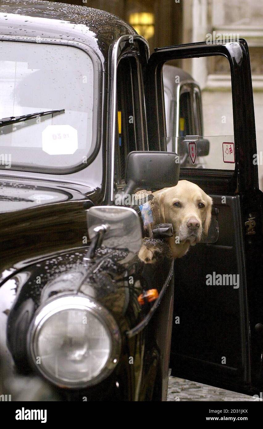 'ischa', dont le propriétaire est membre de l'Association des chiens d'aveugle, sort d'un taxi devant le Parlement de Londres. Le secrétaire à l'éducation, David Blunkett, et son chien-guide, Lucy, ont rencontré des membres de l'association dans la Grande salle des Maisons. * pour célébrer l'introduction de la législation exigeant des chauffeurs de taxi autorisés à porter des chiens-guides dans leurs voitures. Cette décision fait suite à une campagne lancée il y a environ un an après que les propriétaires de chiens-guides se soient plaints d'avoir été laissés bloqués par des chauffeurs de taxi qui ont refusé de prendre leurs chiens. Banque D'Images