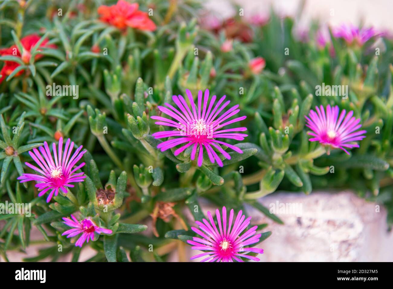 Fleur de glace à queue violette, lampranthus spectabilis. Gros plan Banque D'Images