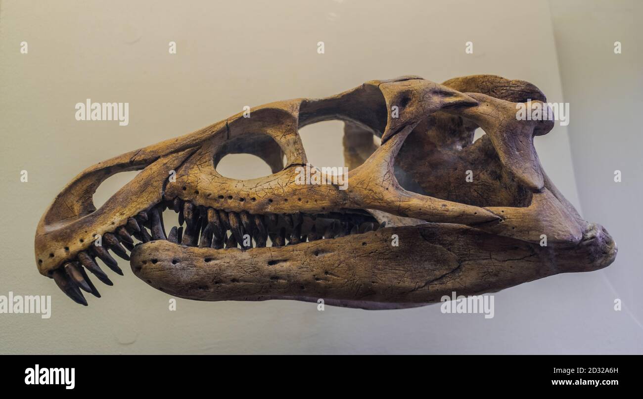 Le crâne fossilisé de l'Archiosaurus rossicus, sur fond blanc Banque D'Images