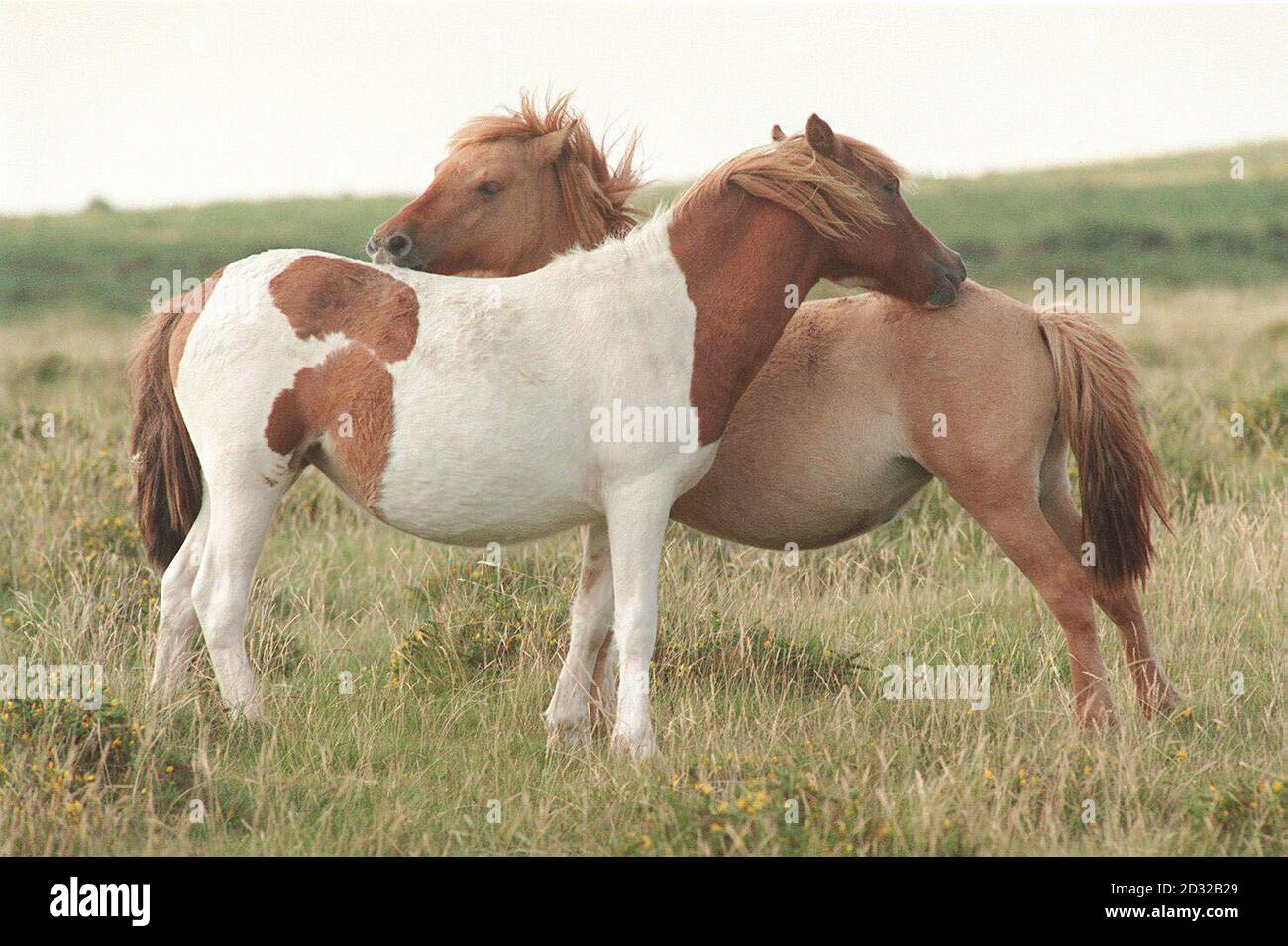 Poneys sur Dartmoor, Devon. Un appel de financement a été lancé à nouveau par une organisation de sauvetage de poney à une seule femme qui a récemment sauvé certains des animaux d'être nourris aux lions. * ... Maureen Rolls veut jusqu'à 200,000 pour acheter environ 20 acres de terrain et 10 écuries pour l'organisation de protection équine du Sud-Ouest qu'elle a établie en 1966 pour sauver des poneys indésirables sur Dartmoor. Banque D'Images