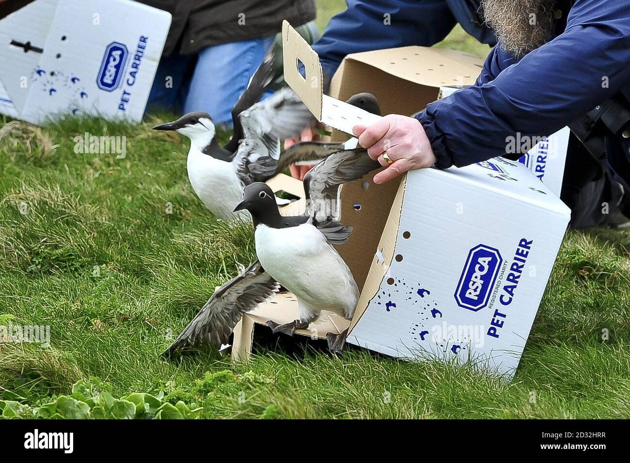 Les guillemots sont remis en liberté par le personnel de la RSPCA sur le bord de Cliff&acirc;&auml à Portland Bill, Dorset.Les oiseaux de mer ont été sauvés après avoir été contaminés par un caoutchouc synthétique incolore. Banque D'Images