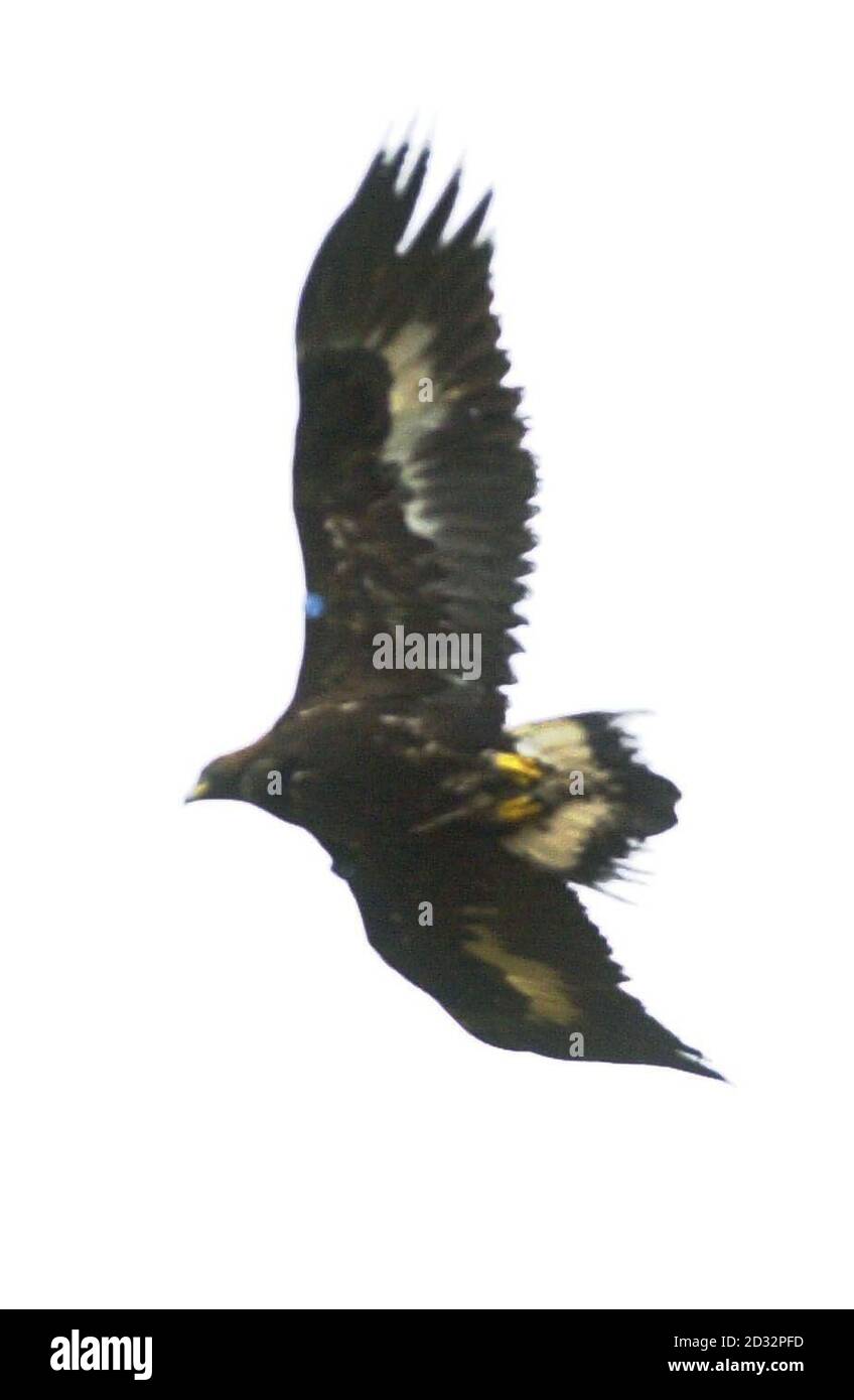 Un aigle d'or volant au-dessus du parc national de Glenveagh, Co Donegal, République d'Irlande un des 14 aigles nouvellement éclos, emmenés d'Écosse et sortis en août 2001 et août 2002, chacun attaché avec un petit émetteur radio, * ...dans le cadre du projet de translocation de Glenveagh dirigé par Lorcan O'Toole. Les aigles d'or ont disparu en Irlande en 1912 en raison de la percution humaine et de la perte d'habitat. Banque D'Images