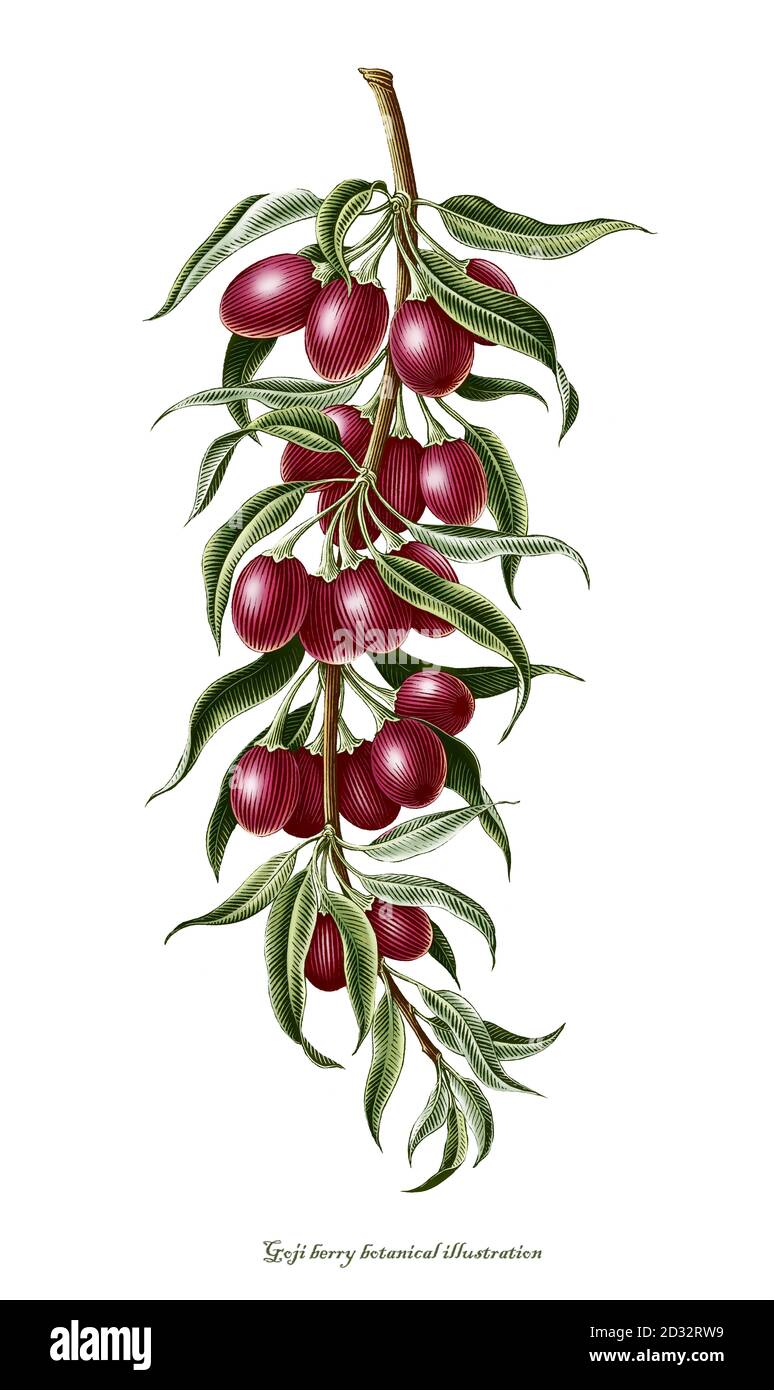 Baie de Goji antique gravure botanique illustration clip art isolé arrière-plan blanc Banque D'Images