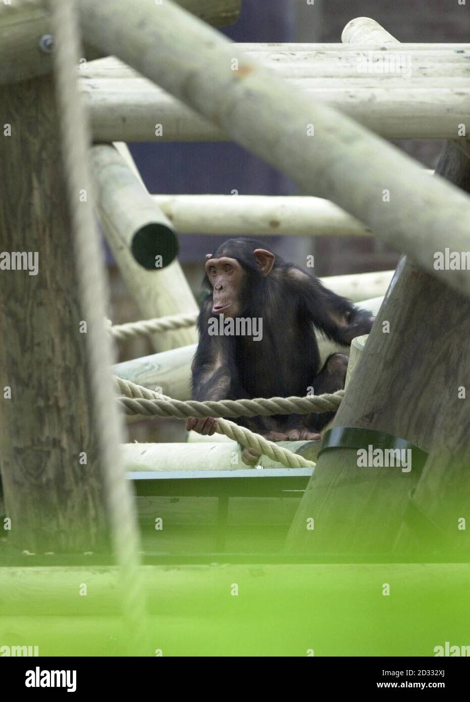 La nouvelle enceinte de Chimpanzee au zoo d'Édimbourg est ouverte aux chimpanzés. L'enceinte a été construite par vingt cadets de l'Armée du corps d'instruction des officiers des universités d'Aberdeen. * la nouvelle aire de jeux, qui comporte des poteaux, des filets de brouettes et des cordes pour divertir les animaux, remplace une structure de 20 ans avec cadre en fer et a pris un peu plus d'une semaine pour construire avec l'aide du personnel du zoo. Banque D'Images
