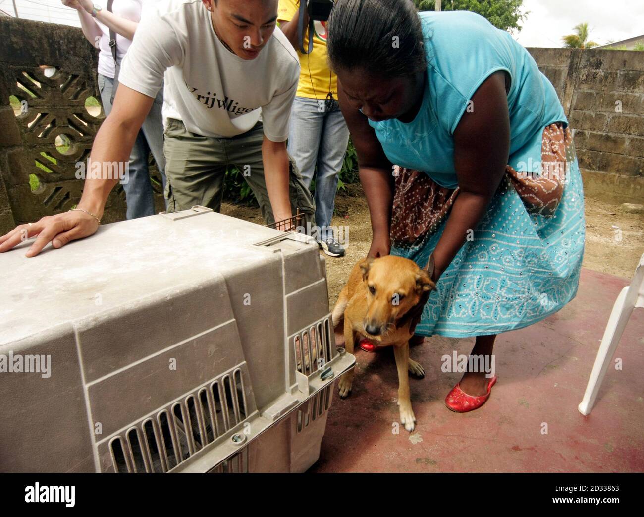 Les volontaires surinamais et hollandais tentent de mettre un chien dans  une cage pour le transférer à un abri pour animaux à stériliser, à  Paramaribo le 18 février 2009. La Fondation pour