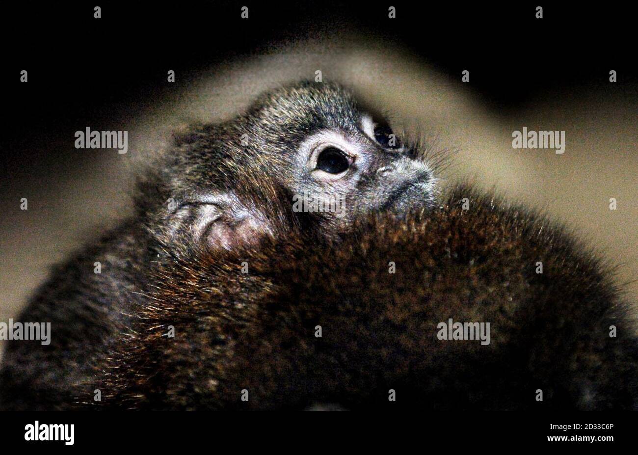 Petit Singe Nommé En Référence à Des Religieux Singe de naissance Banque de photographies et d'images à haute résolution -  Alamy