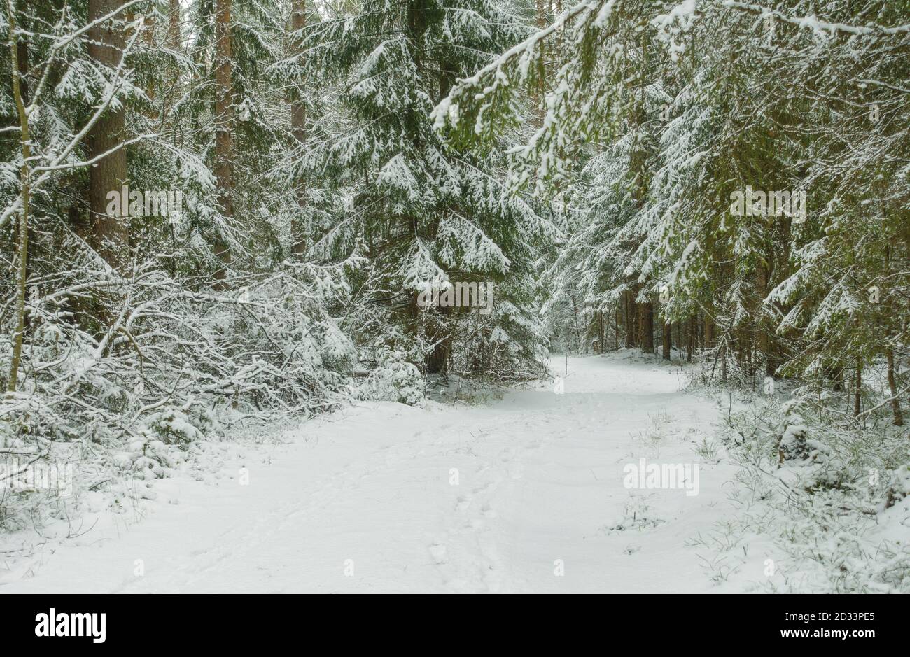 Route à travers la belle forêt d'hiver, arbres couverts de neige blanche fraîche. Banque D'Images