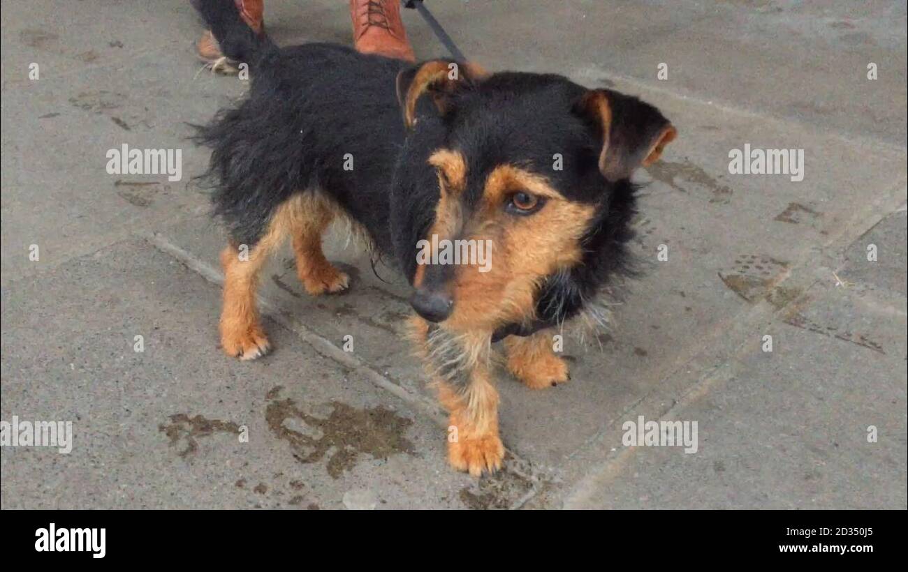 Tyson le chien, qui a pris un train solo à Dublin mercredi et s'est retrouvé à la gare Heuston de Dublin. Il a été renvoyé à ses propriétaires après un appel sur les médias sociaux par des travailleurs ferroviaires irlandais, qui lui avaient donné le nom de Hamish. Banque D'Images