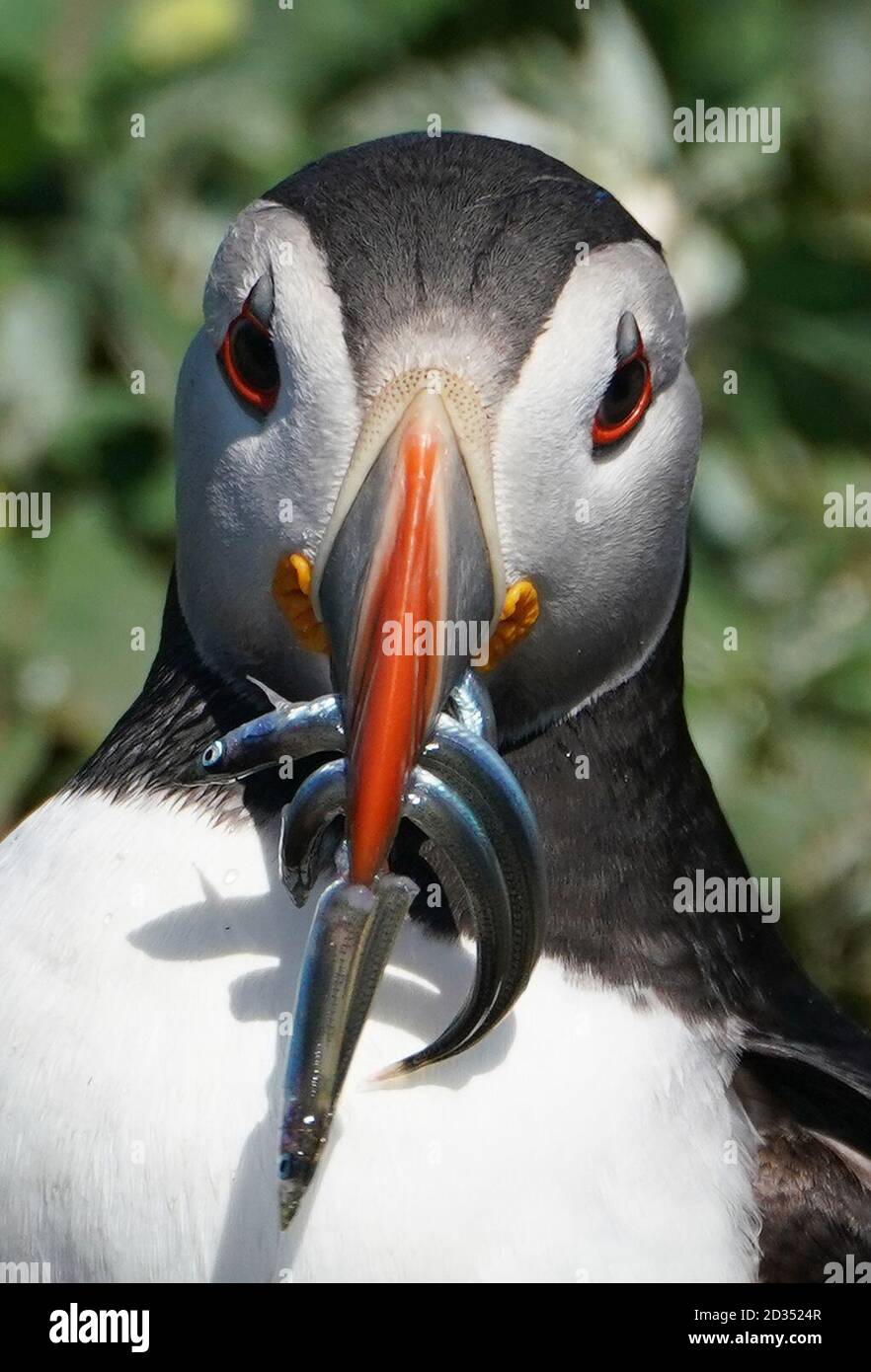 Un macareux moine sur l'Iles Farne détient le poisson dans son bec. Des sternes arctiques, les macareux, guillemots et baise tous subi des pertes en raison d'importantes précipitations sur les îles Farne plus tôt ce mois-ci que les poussins et baby (pufflings les macareux) étaient le plus vulnérables. 125mm de pluie sont tombés en seulement 24 heures, le 13 juin 2019, soit cinq fois le montant qui est tombé dans l'ensemble du mois de juin de l'année précédente (24.8mm). Banque D'Images